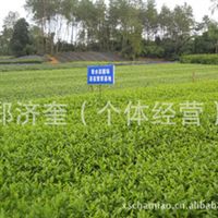 茶苗 茶葉 茶籽 桂花苗 茶花四川 雅安鄭濟奎產品供應第1頁