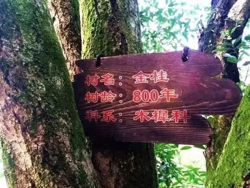 不可錯(cuò)過的秋意 走,到咸寧沐桂花雨 賞桂花詩