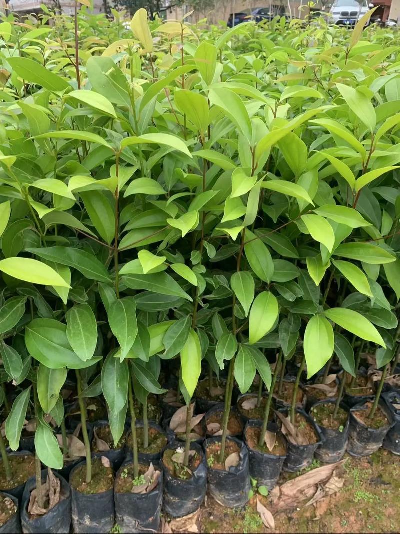 陰香樹苗.又名:天竺桂#綠化苗木 #優(yōu)質(zhì)種苗